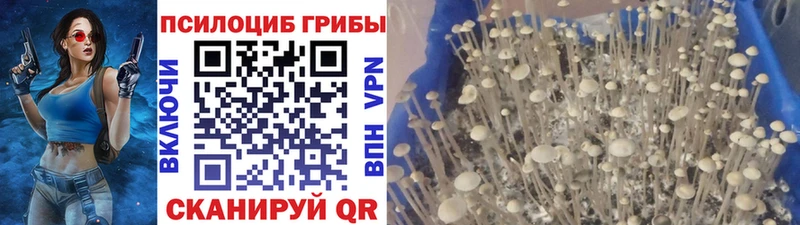 Галлюциногенные грибы MAGIC MUSHROOMS  Купить где  Стародуб 